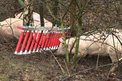 Bocholt: Viehtransporter kollidiert mit Auto – drei Tote