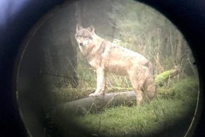 Genehmigung für Wolfsabschuss in Schleswig-Holstein