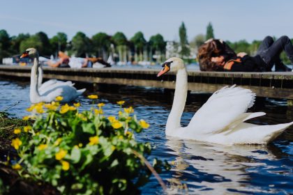 Schwan auf der Alster – Von Fred Endrikat