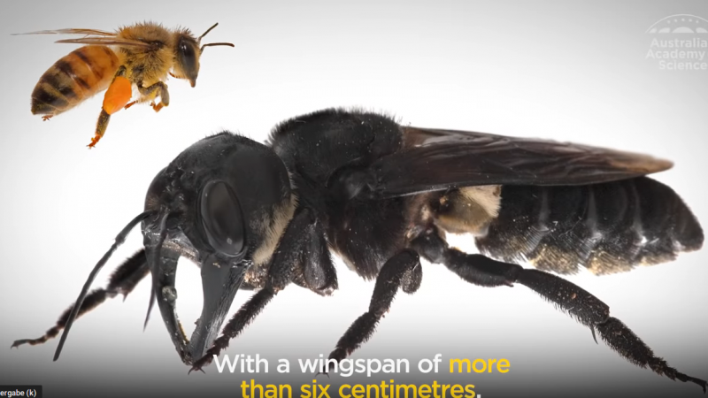 Größte Biene der Welt nach fast 40 Jahren wieder in Indonesien gesichtet