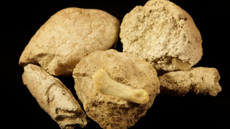 210 Millionen Jahre alter „Drache“ fraß Knochen und seine eigenen Zähne