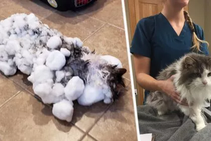 Katze Fluffy von Polarwirbel eingefroren: Dank Tierärzten geht es ihr nun wieder gut