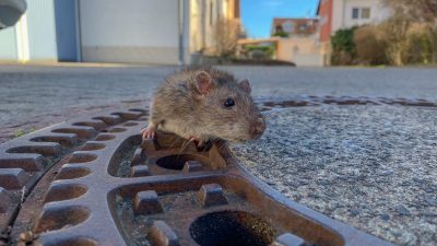 Zu dick: Feuerwehr befreit Ratte aus Gullydeckel