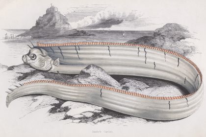Zufall oder Vorahnung: Geben Riemenfische Hinweise auf baldiges Seebeben vor Japan?