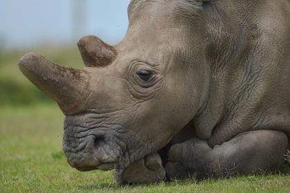 Ein denkwürdiger Einsatz: Münchner Feuerwehrleute helfen Breitmaulnashorn