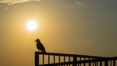 Krähen bei Sonnenaufgang – Von Christian Morgenstern