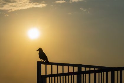 Krähen bei Sonnenaufgang – Von Christian Morgenstern