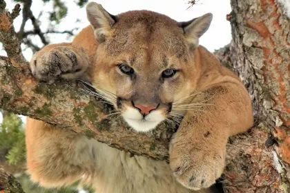 Hoch hinaus: Feuerwehr in Kalifornien rettet Puma aus 15 Meter hohen Baum