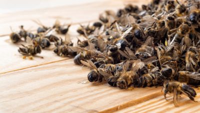 Intensive Landwirtschaft und Pestizide: Forscher untersuchten das Insektensterben