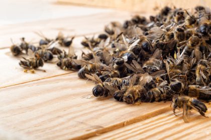 Intensive Landwirtschaft und Pestizide: Forscher untersuchten das Insektensterben
