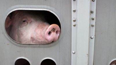 Schleswig-Holstein stoppt vorübergehend Tiertransporte in Drittstaaten