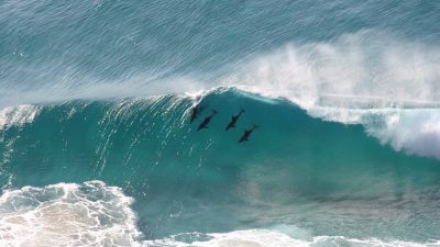 Hai greift Surfer in Australien an und verletzt ihn