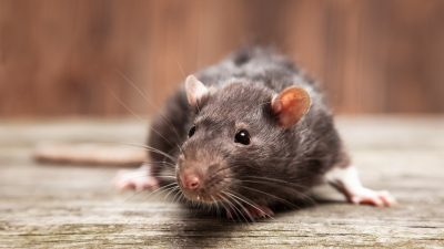 Rattenplage in Nordchina: Interne Dokumente belegen 21 Beulenpest-Ausbrüche unter Tieren