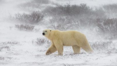 Notstand im Norden Russlands – Eisbären werden vertrieben