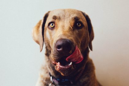 Hungriger Hund löst Polizeieinsatz in Rheinland-Pfalz aus