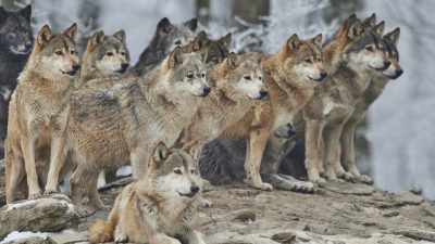 Petitionsausschuss: Keine Maßnahmen gegen Ausbreitung der Wölfe