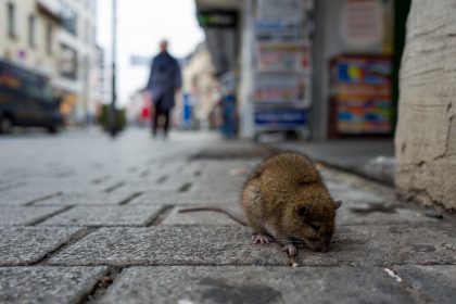 Zoll fängt gebratene Rohrratte als Mitbringsel aus Nigeria ab