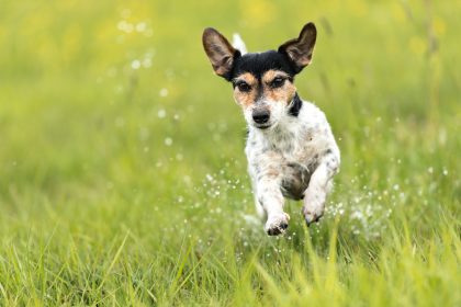 Fischer bei Bootsunfall von seinem Jack Russell Terrier getrennt, überraschendes Wiedersehen im Hafen