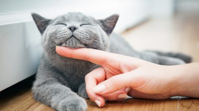 Lagerfelds Katze: Wie Haustiere von ihren Besitzern erben können