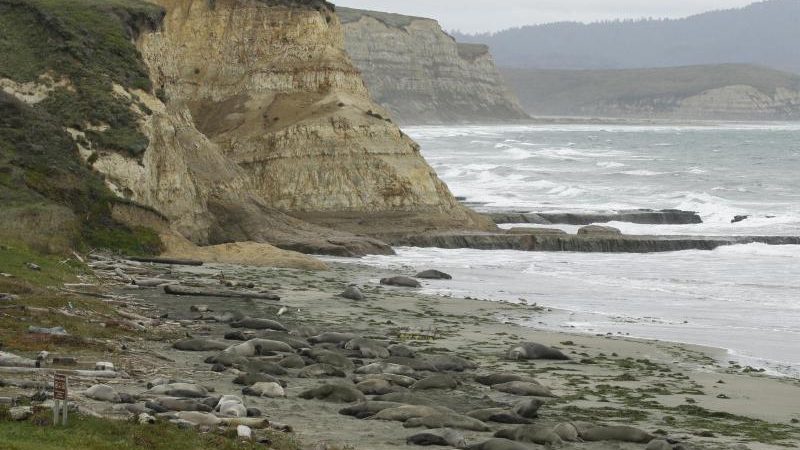 Robben kapern leeren Strand in Kalifornien