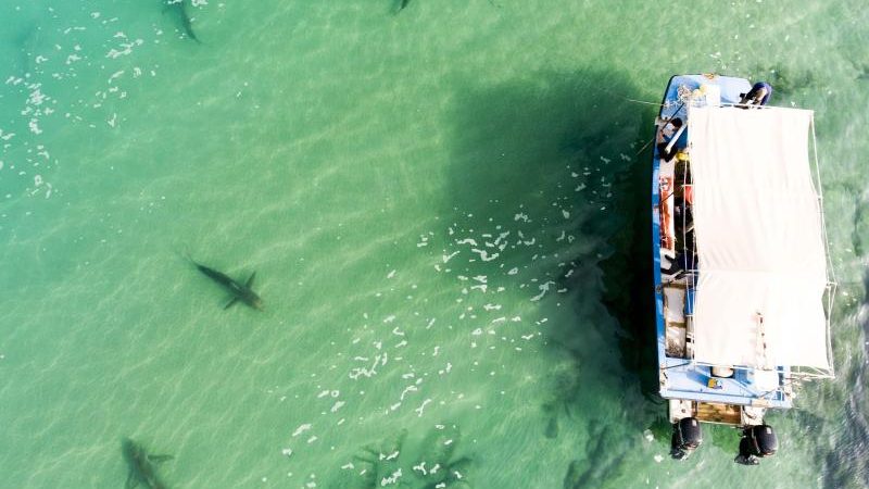 „Wie im Jacuzzi“ – Ungewöhnlich viele Haie vor Israels Küste