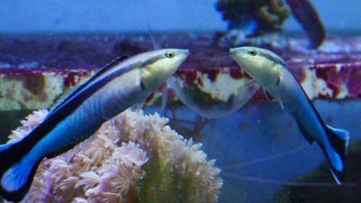 Putzerfische reagieren auf ihr Spiegelbild – Sind sich Fische ihrer selbst bewusst?