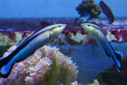 Putzerfische reagieren auf ihr Spiegelbild – Sind sich Fische ihrer selbst bewusst?