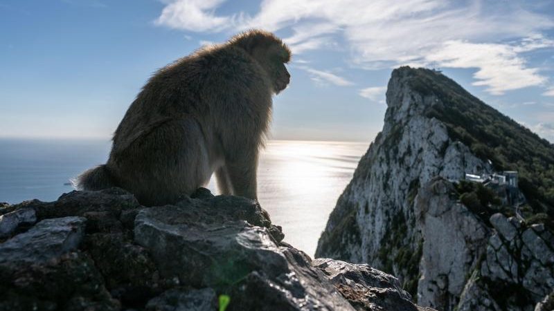 Rotterdam: Uralte Affenknochen auf Nordseegrund gefunden