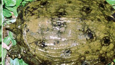 Neue Schildkrötenart steht kurz vor Ausrottung