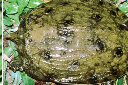 Neue Schildkrötenart steht kurz vor Ausrottung