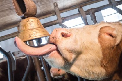 Viel Lärm um Kuhglocken – Kommt ein nächtlicher Ortstermin?