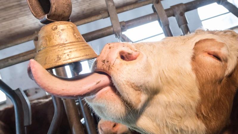 Viel Lärm um Kuhglocken – Kommt ein nächtlicher Ortstermin?
