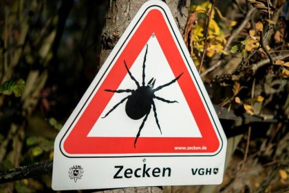 Experten: Tropische Zeckenart überwintert erstmals in Deutschland
