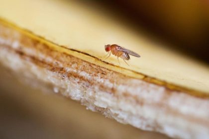 Fruchtfliegen während Balz blind für Gefahren