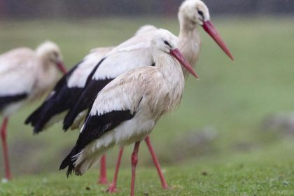 Kommt der Frühling? Die Weißstörche sind zurück