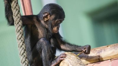 Bullmastiff-Hündin rettet einem kleinen Schimpansenbaby das Leben
