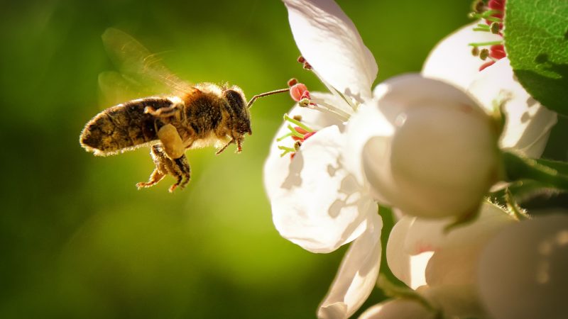 Tatort Garten: Ein Paradies für Bienen, Hummeln und Schmetterlinge?