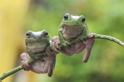 Fink und Frosch – Von Wilhelm Busch