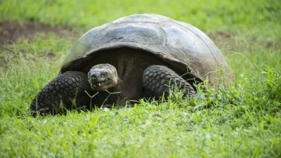 Mehr als 150 Riesenschildkröten finden neue Heimat auf Galápagos