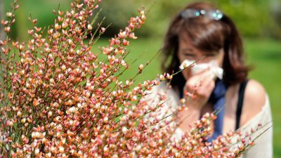 Allergiker aufgepasst: Nach Hasel und Erle fliegen die Birkenpollen
