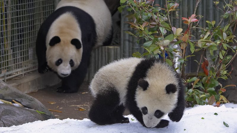 Zoo von San Diego verliert seine Panda-Bären