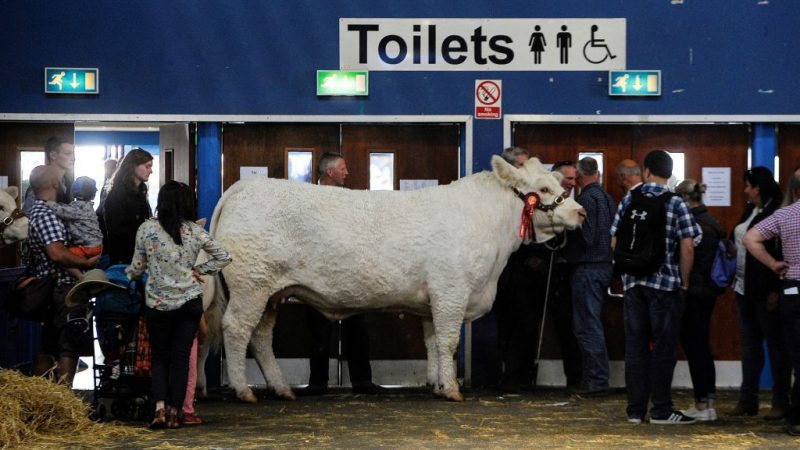 Kuhrios: Niederländisches Unternehmen entwickelt Toilette für Kühe