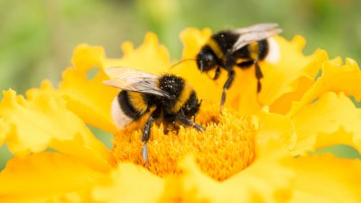Bestäubung durch Bienen in der Stadt besser als auf dem Land