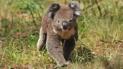 Tierischer Mitfahrer – Koala schleicht sich in Auto und genießt kühle Luft der Klimaanlage