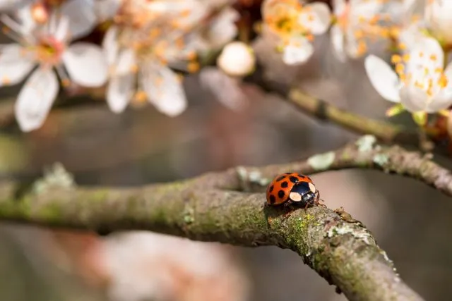 Marienkäfer auf Apfelbaum
