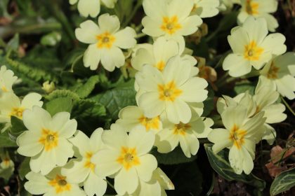 Frühling über’s Jahr – Von Johann Wolfgang von Goethe