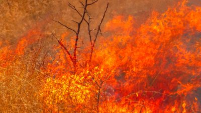 Tausende Hektar Wald stehen nach australischem Rekord-Sommer in Flammen