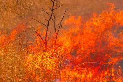 Tausende Hektar Wald stehen nach australischem Rekord-Sommer in Flammen