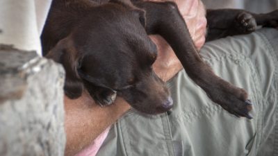 Der beste Freund des Menschen: Hund weckt Herrchen aus künstlichem Koma