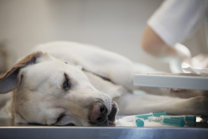 Leckerli der besonderen Art: Wenn Hunde Drogen fressen